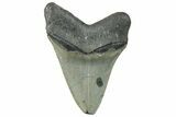 Serrated, Fossil Megalodon Tooth - North Carolina #295325-1